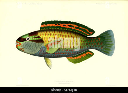 Andrew Garrett's Fische der Südsee (1909) (17574772813) Stock Photo