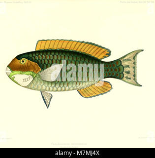 Andrew Garrett's Fische der Südsee (1909) (18195339825) Stock Photo