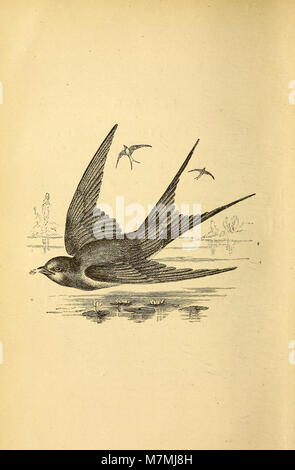 A scientific work that examines the mechanics of animal movement ...