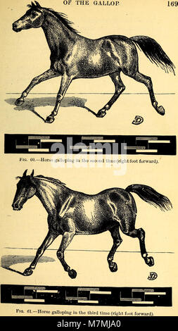 Animal mechanism- a treatise on terrestrial and aërial locomotion (1874) (18194409772) Stock Photo