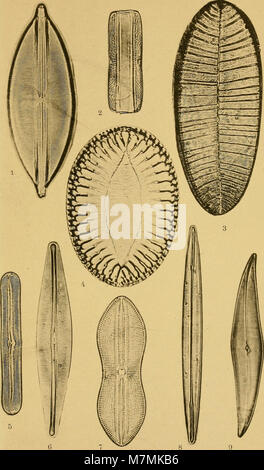 Annales de la Société des sciences naturelles de la Charente-Maritime (1893) (18203650481) Stock Photo