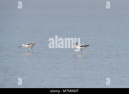 Foraging American avocets (Recurvirostra americana).  One in breeding plumage and the other not Stock Photo