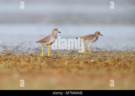 Adult White-tailed Lapwing or Plover (Vanellus leucurus) feeding at the edge of a pool at the Little Rann of Kutch, Gujarat, India Stock Photo