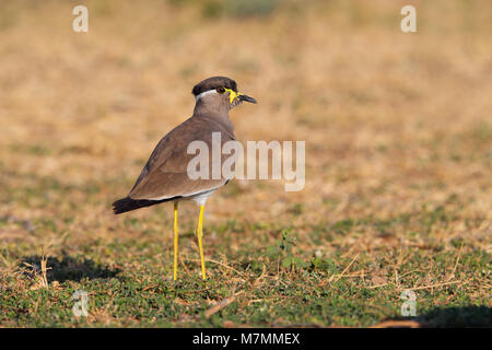 Adult non breeding Yellow-wattled Lapwing (Vanellus malabaricus) in Gujarat, India Stock Photo