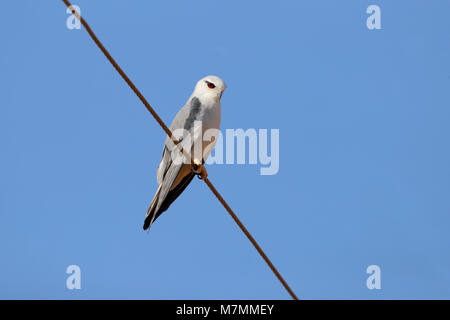 A beautiful adult Black-winged Kite (Elanus caeruleus) perched on a wire in northern India Stock Photo