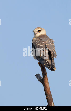 A beautiful juvenile Black-winged Kite (Elanus caeruleus) perched on a wire in northern India Stock Photo