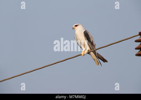 A beautiful adult Black-winged Kite (Elanus caeruleus) perched on a wire in northern India Stock Photo