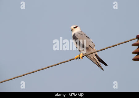 A beautiful adult Black-winged Kite (Elanus caeruleus) perched on a wire in northern India Stock Photo