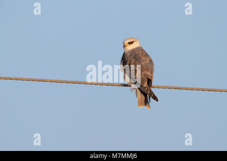 A beautiful juvenile Black-winged Kite (Elanus caeruleus) perched on a wire in northern India Stock Photo
