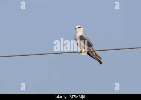 A beautiful adult Black-winged Kite (Elanus caeruleus) perched on a wire in northern India Stock Photo