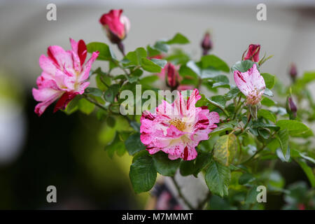 Wekroalt Rose, Fourth of July, Pink Striped Flowers- Stock Photo