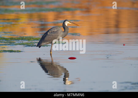 An adult dark morph Western Reef Heron or Western Reef Egret (Egretta gularis) hunting in a still pool with a great reflection in Gujarat, India Stock Photo