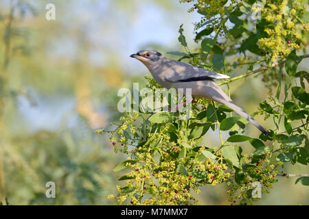 An adult male Grey Hypocolius (Hypocolius ampelinus) feeding on a fruiting tree in the Kutch region of Gujarat, India Stock Photo