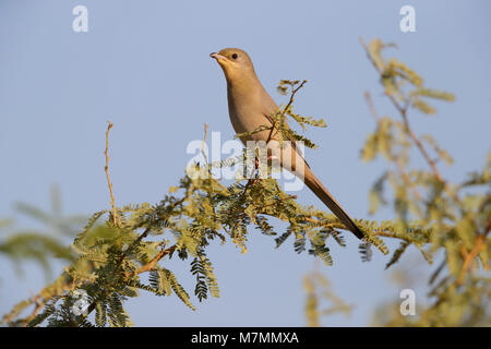 An adult female Grey Hypocolius (Hypocolius ampelinus) perched on a tree in the Kutch region of Gujarat, India Stock Photo