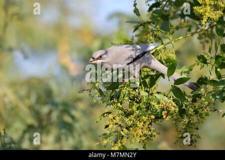 An adult male Grey Hypocolius (Hypocolius ampelinus) feeding on a fruiting tree in the Kutch region of Gujarat, India Stock Photo
