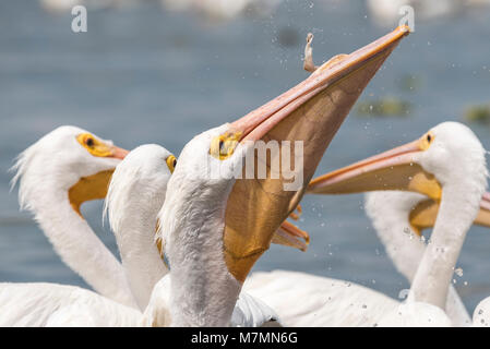 American White Pelican (Pelecanus erythrorhynchos) swallowing Stock Photo
