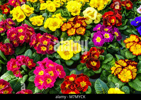 Spring primrose, colorful polyanthus Stock Photo