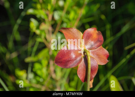Predatory plants on the forest floor and other flowering plants Stock Photo
