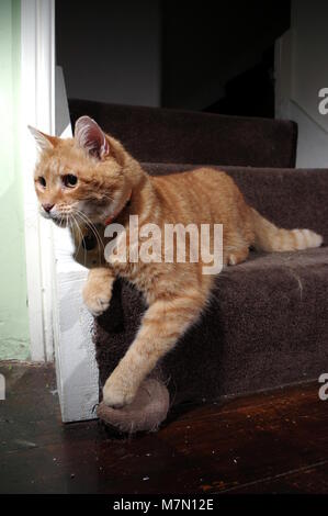 Ginger cat playing on stairs Stock Photo