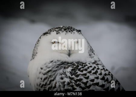 The black-white owl Stock Photo
