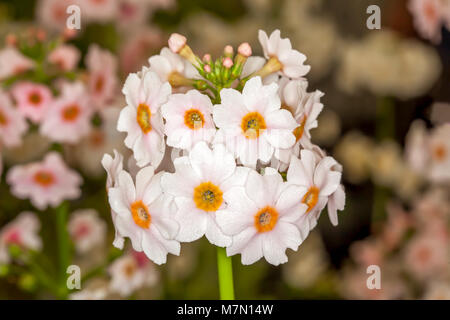 Primula japonica 'Apple Blossom' Stock Photo