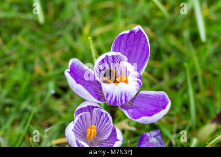 A bee pollinating a blooming Striped Pickwick Crocus flower.  England, UK  Crocus flowers are considered to be a harbinger of Spring. Stock Photo