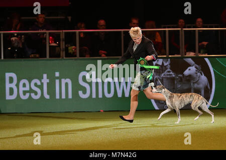 Tease, the Whippet, with owner Yvette Short before she was named Supreme Champion during the final day of Crufts 2018 at the NEC in Birmingham. Stock Photo