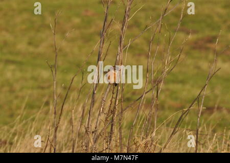 European Stonechat (Saxicola rubicola) perched on a moving branch, taken at Elmley Nature Reserve, Kent. Stock Photo