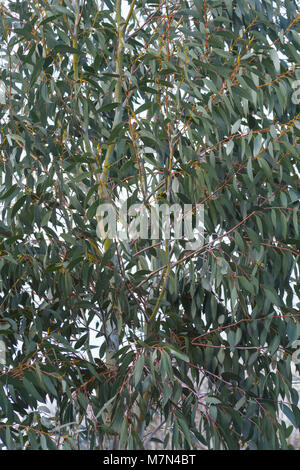 Eucalyptus pauciflora subsp. debeuzevillei Stock Photo
