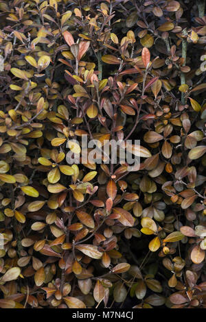 Corokia x virgata Frosted Chocolate Stock Photo - Alamy