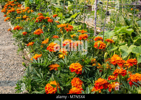 Marigolds growing next to squash in a community garden Stock Photo