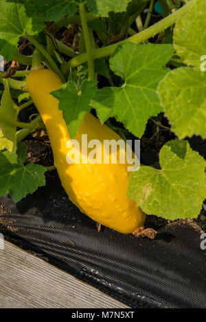 Crookneck heirloom squash growing surrounded with black garden cloth for weed control Stock Photo