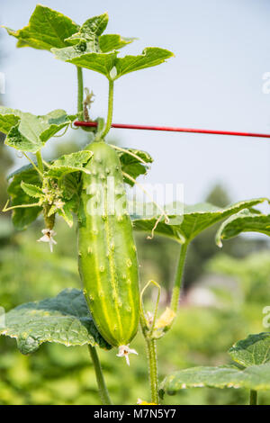 Diva Cucumber growing up a trellis. Stock Photo