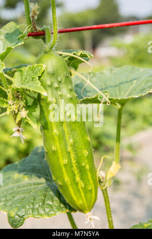 Diva Cucumber growing up a trellis. Stock Photo