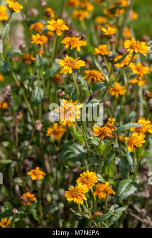 Niger Seed, Nigerfrö (Guizotia abyssinica) Stock Photo