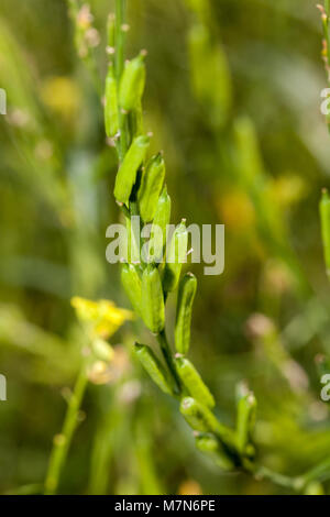 Black Mustard, Svartsenap (Brassica nigra) Stock Photo