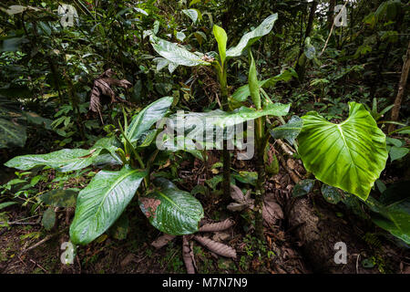 Beautiful vegetation on the forest floor in the cloudforest of Cerro Gaital, El Valle de Anton area, Cocle province, Republic of Panama. Stock Photo