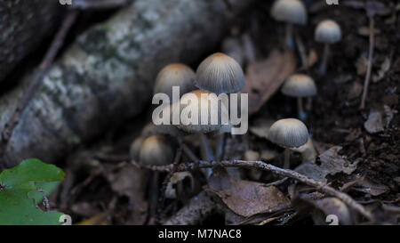 Small white bell-shaped mushrooms growing on a tree stump in Costa Rica ...