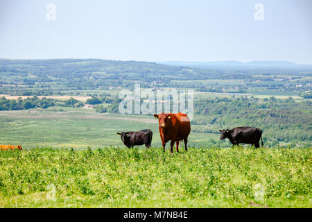 Red Poll cow at pasture on the South Downs hill in rural Sussex, Southern England, UK Stock Photo