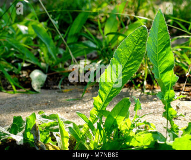 Two big dandelion leaves backlit by the sun in the city park natural background, copy space on the left Stock Photo
