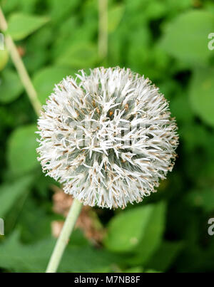 Single white allium flower close-up on the green natural background Stock Photo