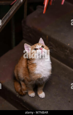 A stray cat in the stairwell Stock Photo