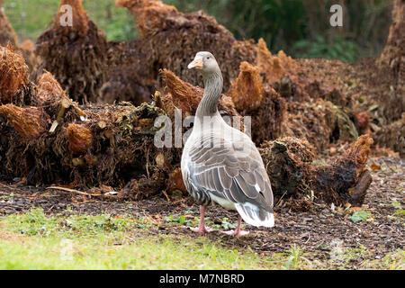 Greylag Goose (Anser anser) depicted foraging and preening on the ground against marshland background. Stock Photo