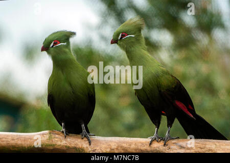 West African Green Turaco (Tauraco persa) portrait Stock Photo