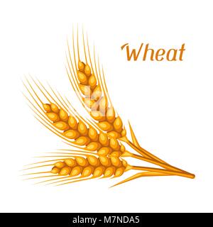 Bunch of wheat, barley or rye ears. Agricultural image for decoration bread packaging, beer labels, brochures and advertising booklets Stock Vector