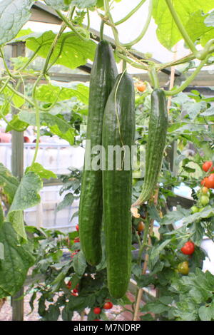 Mature cucumbers (cucumis sativus), 'Carmen', an all female variety, hanging from the vine in a greenhouse, summer, UK