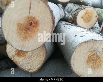 Trunk of cut tree Stock Photo