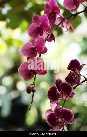 New York, USA. 11th Mar, 2018. Photo taken on March 11, 2018, shows a view of the Orchid Show 2018 at the New York Botanical Garden in New York, the United States. The Orchid Show showcased thousands of orchids in conservatory. Credit: Li Muzi/Xinhua/Alamy Live News Stock Photo