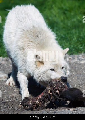 Arctic wolves eating raw meat in their habitat Stock Photo - Alamy