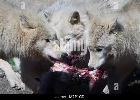 arctic wolf diet